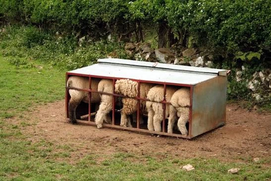 clean livestock feeders