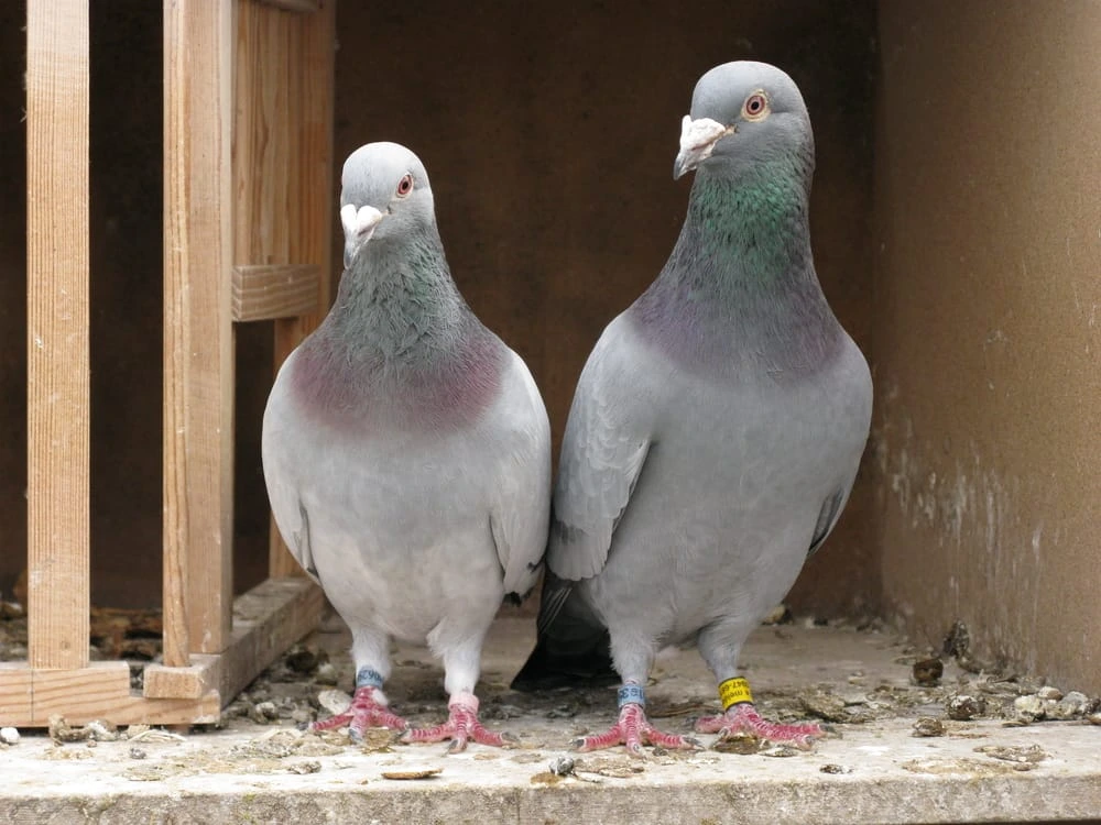 Pigeon Loft Clean and Disease-Free
