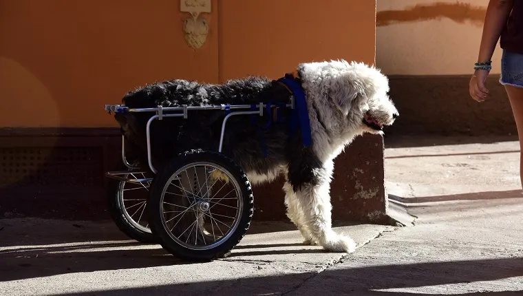 Signs Your Dog Needs a Mobility Aid